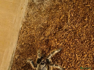 Tarantulas invertebrates Rear horned baboon - Advert 1