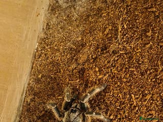 Tarantulas invertebrates Rear horned baboon - Advert 20