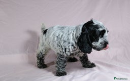 Cockapoo dogs for sale: Ready now beautiful litter F1B cockapoo puppies  in Leicester - Image 22