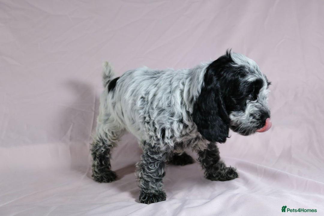 Cockapoo dogs for sale: Ready now beautiful litter F1B cockapoo puppies  in Leicester - Image 22