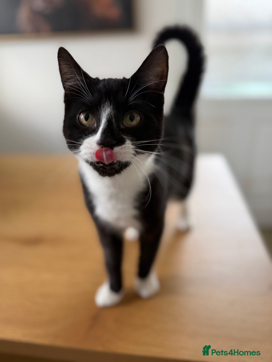 Mixed Breed cats for sale: 6m Female kitten looking for forever home  - Advert 3