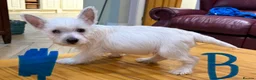 West Highland Terrier dogs for sale: West Highland Terrier puppies.  - Advert 8
