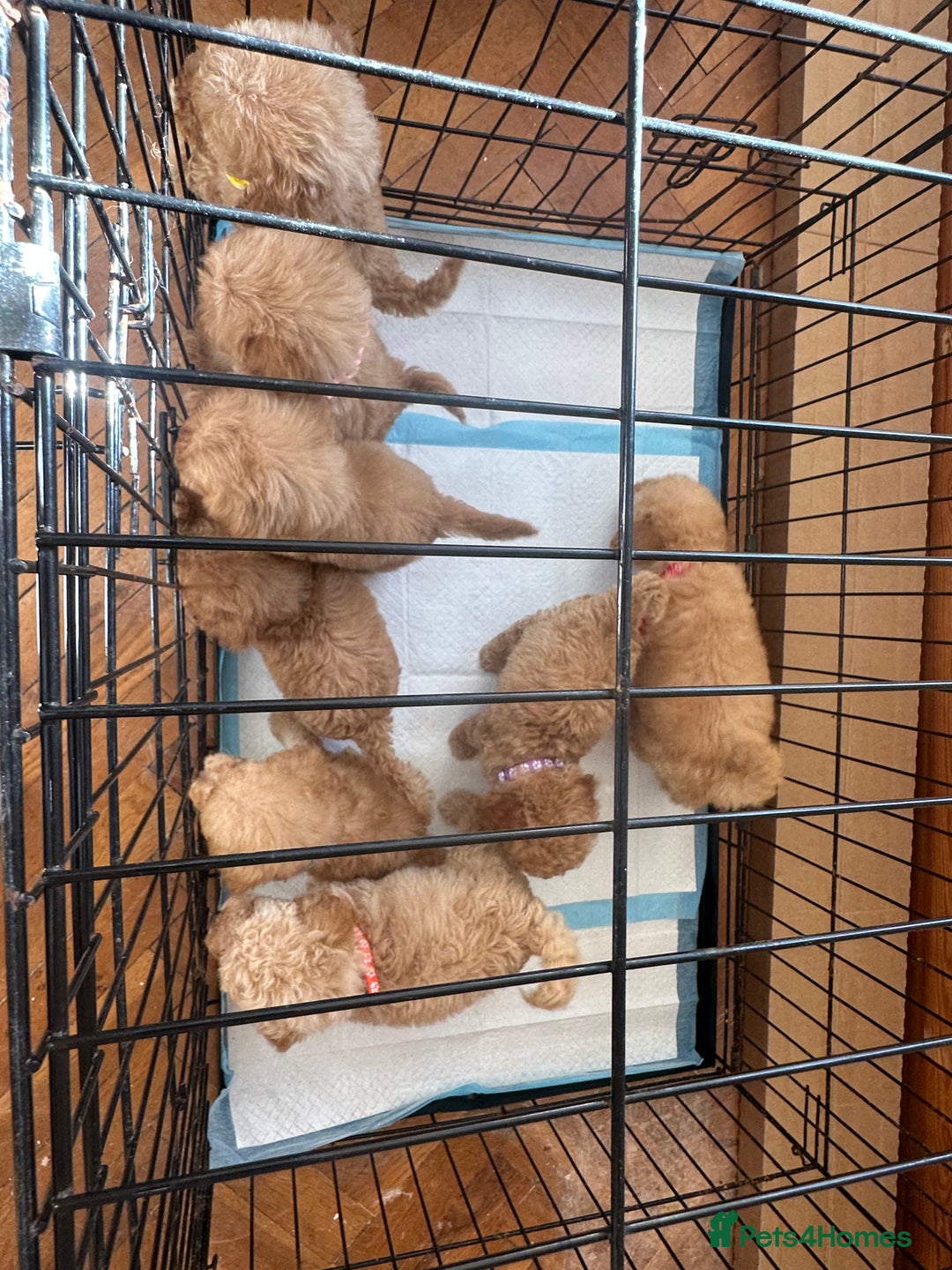 Cockapoo dogs for sale: 8 beautiful, stunning cockapoo  - Image 13