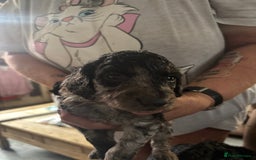 Cockapoo dogs for sale: Merle cockerpoo puppies for sale  - Image 19