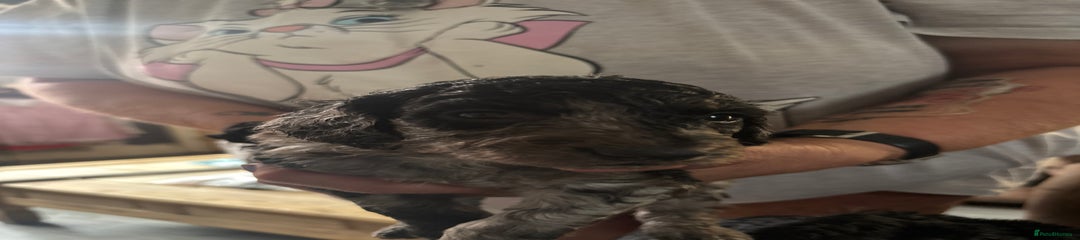 Cockapoo Puppy 4