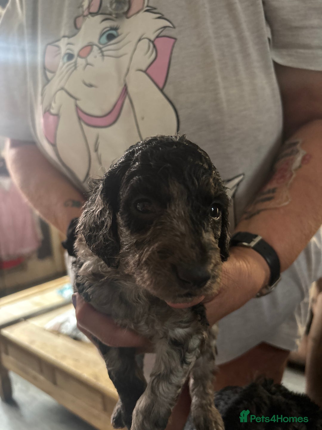 Cockapoo dogs for sale: Merle cockerpoo puppies for sale  - Image 19