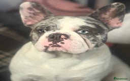 French Bulldog dogs for sale: French bulldog pups 3 females 2 males  - Image 10