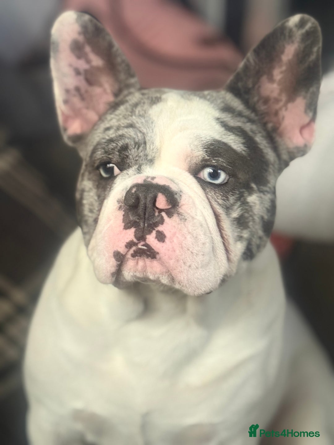 French Bulldog dogs for sale: French bulldog pups 3 females 2 males  - Image 10