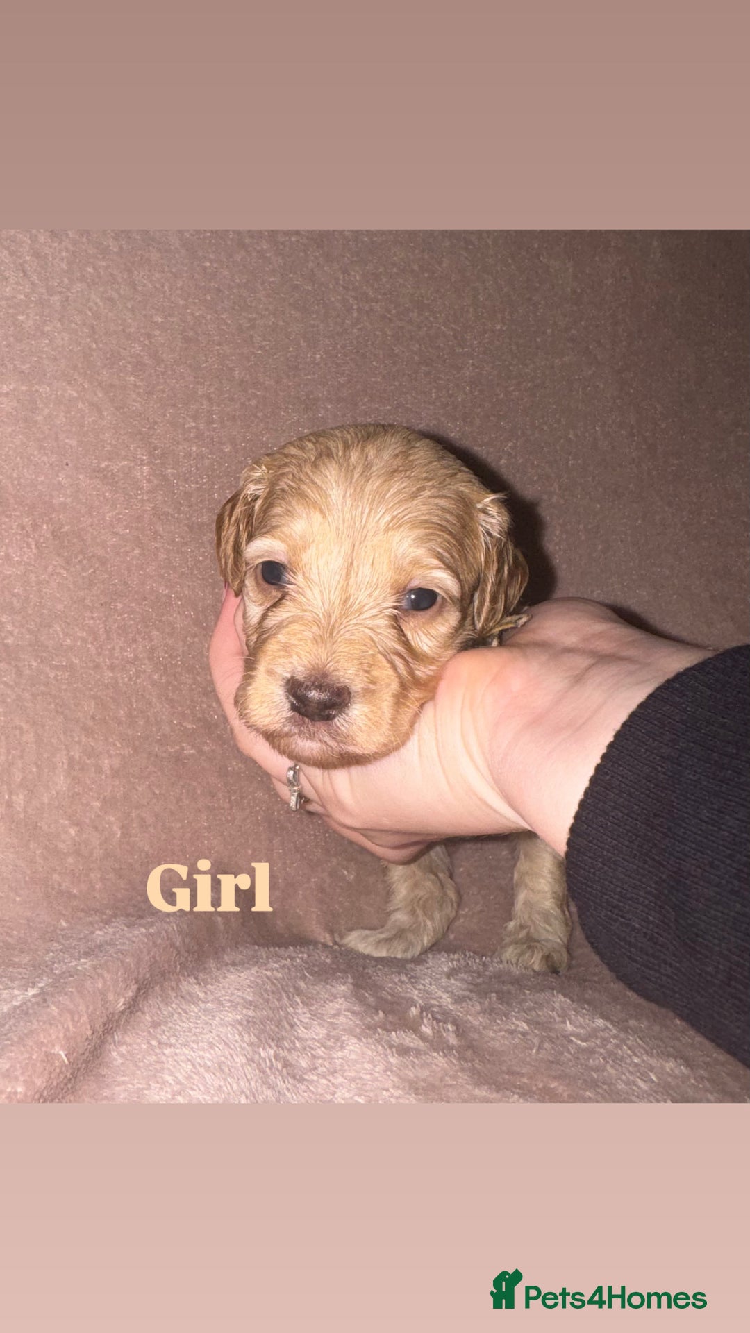 Cockapoo dogs for sale: Cockapoo Puppies  - Advert 2