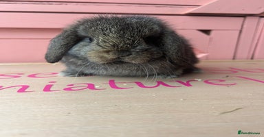 Mini Lop rabbits - Advert 2