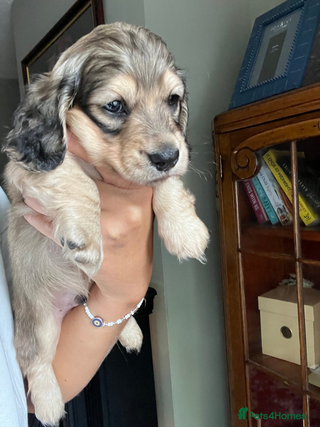 Miniature Dachshund dogs for sale: Highest quality champion line cream long haired  - Image 23