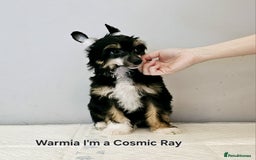 Chinese Crested dogs for stud: Julien INSOLITE FAMILIER import Pl  - Advert 14