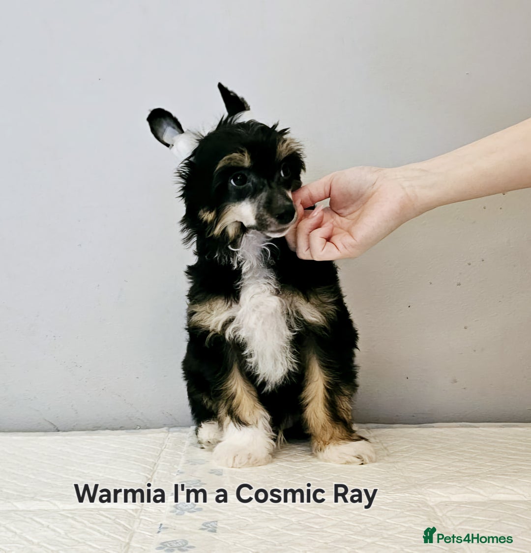 Chinese Crested dogs for stud: Julien INSOLITE FAMILIER import Pl  - Advert 14