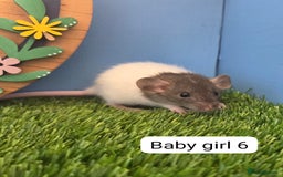 Rat rodents for sale: Baby Rats Girls Female Dwarf  - Image 5