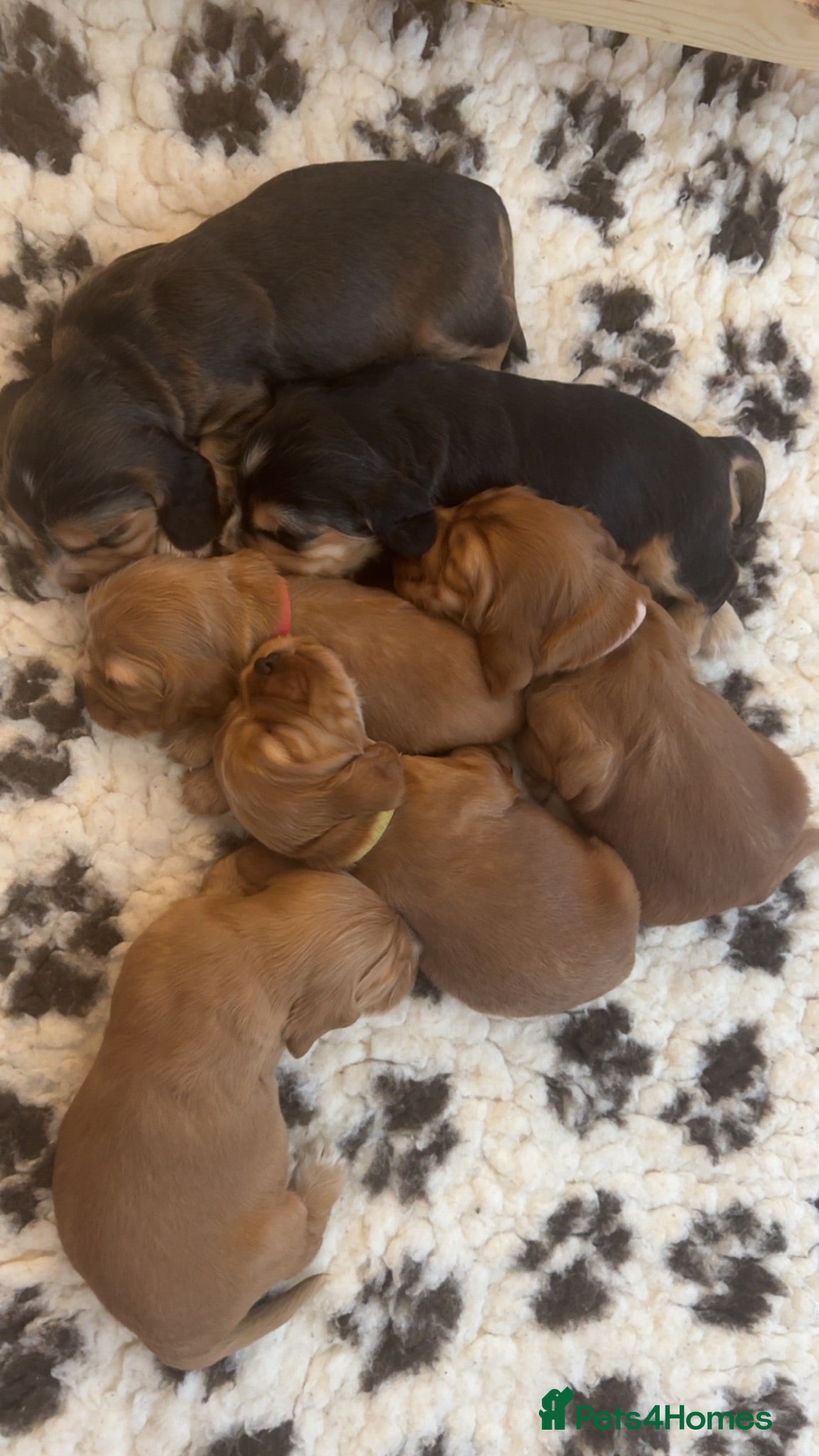 Cocker Spaniel dogs KC registered golden show cocker spaniel puppies - Advert 2