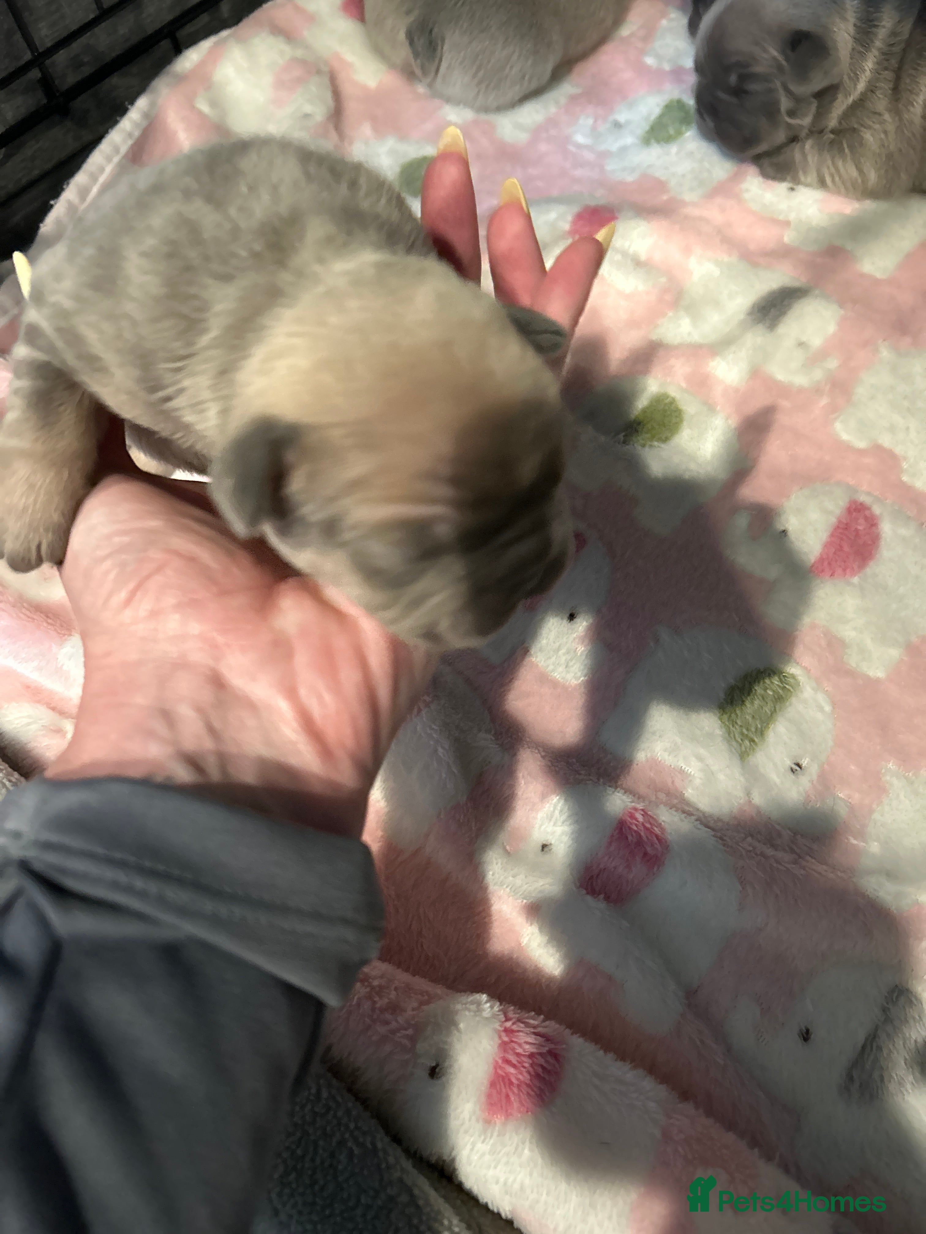 French Bulldog dogs Gorgeous French bulldog puppy  - Advert 1