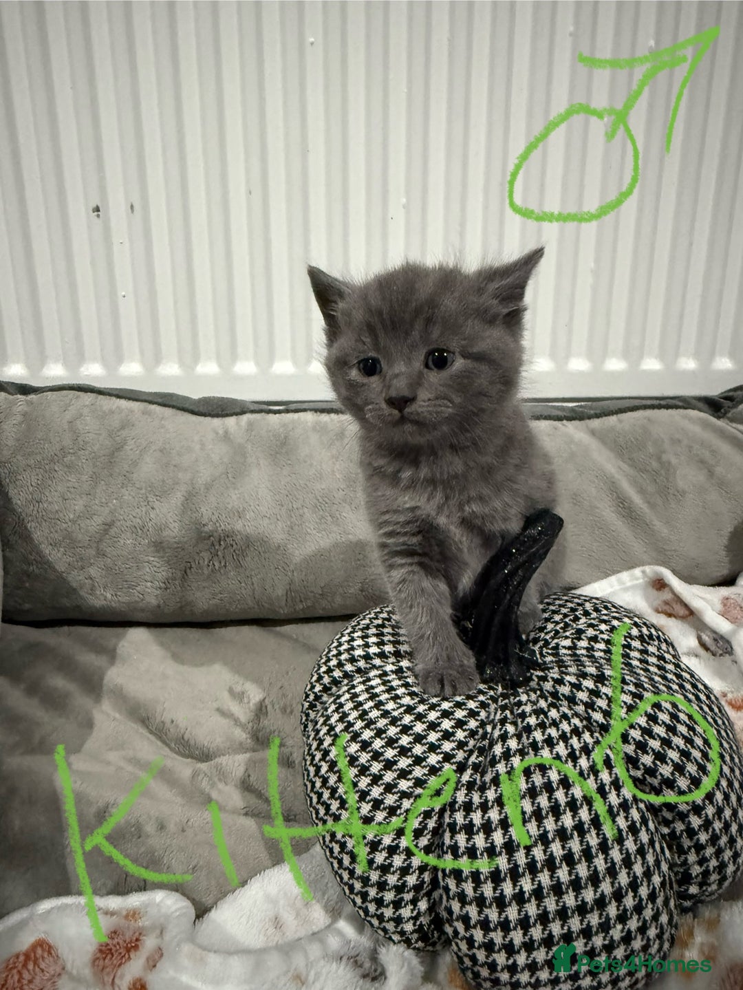Ragdoll cats for sale: Ragdoll x main coon x British shorthair mix  - Image 14