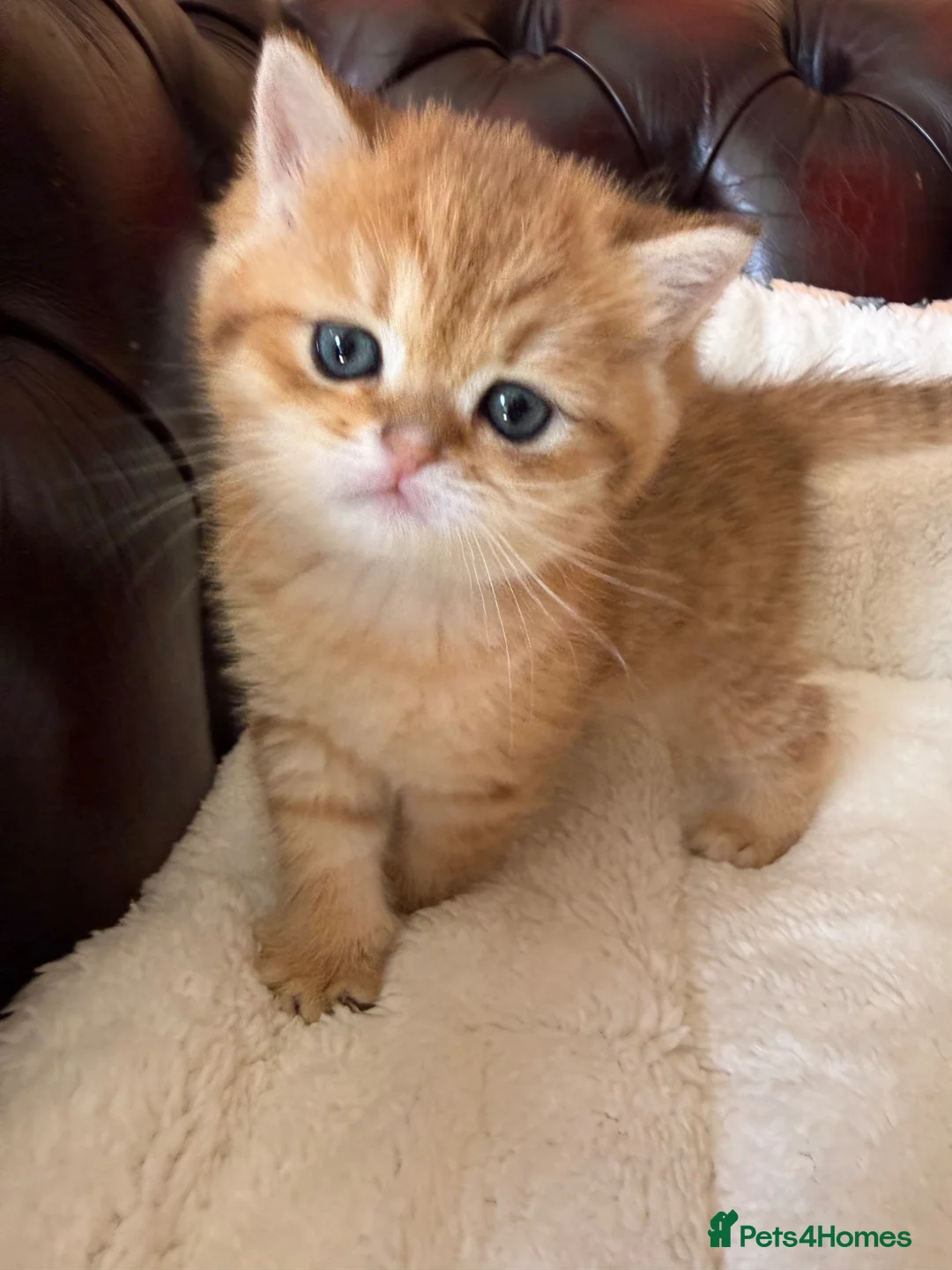 British Shorthair cats for sale: Top quality Golden BSH - Advert 2