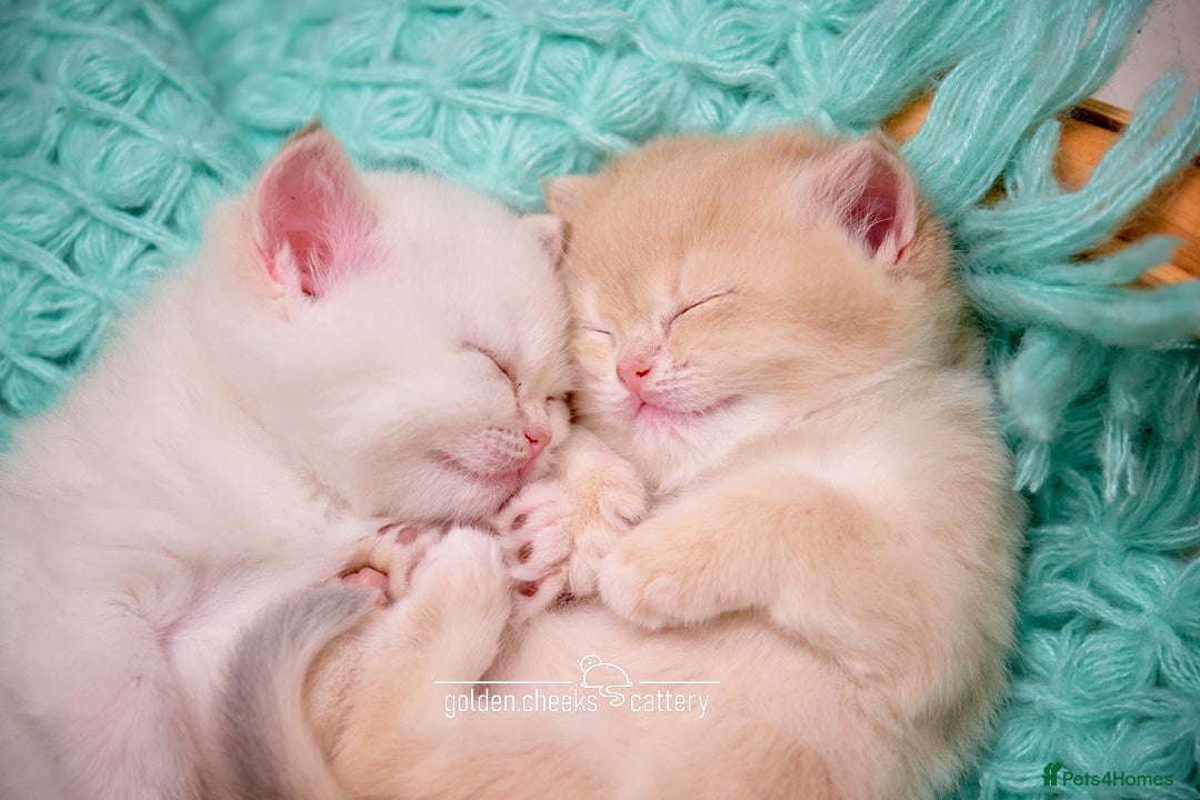 British Shorthair cats for sale: Show-Quality British Shorthair Kittens - Advert 12