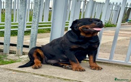 Rottweiler dogs for sale:  5-Generation Kennel Club Puppies Elite Bloodlines - Image 6