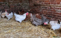 Chickens poultry for sale: Mixed Laying Chickens - Image 5