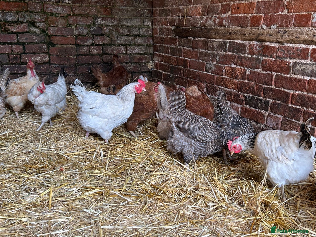 Chickens poultry for sale: Mixed Laying Chickens - Image 5