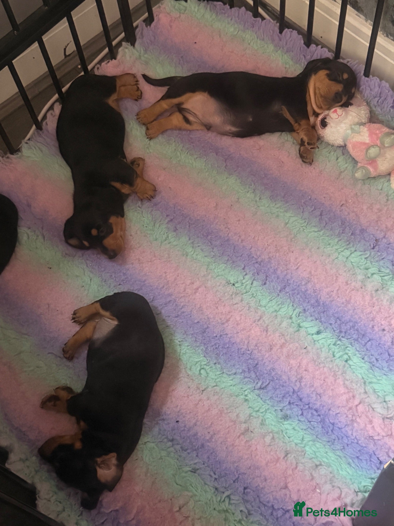 Dachshund dogs 4 traditional Black and Tan dachshund puppies  - Advert 8