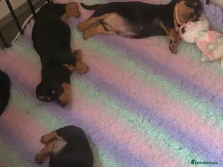 Dachshund dogs REDUCED traditional Black & Tan dachshund puppies - Advert 1