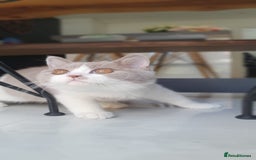 British Shorthair cats for sale:  Two Adorable Male Kittens 😸 ✨ - Image 9