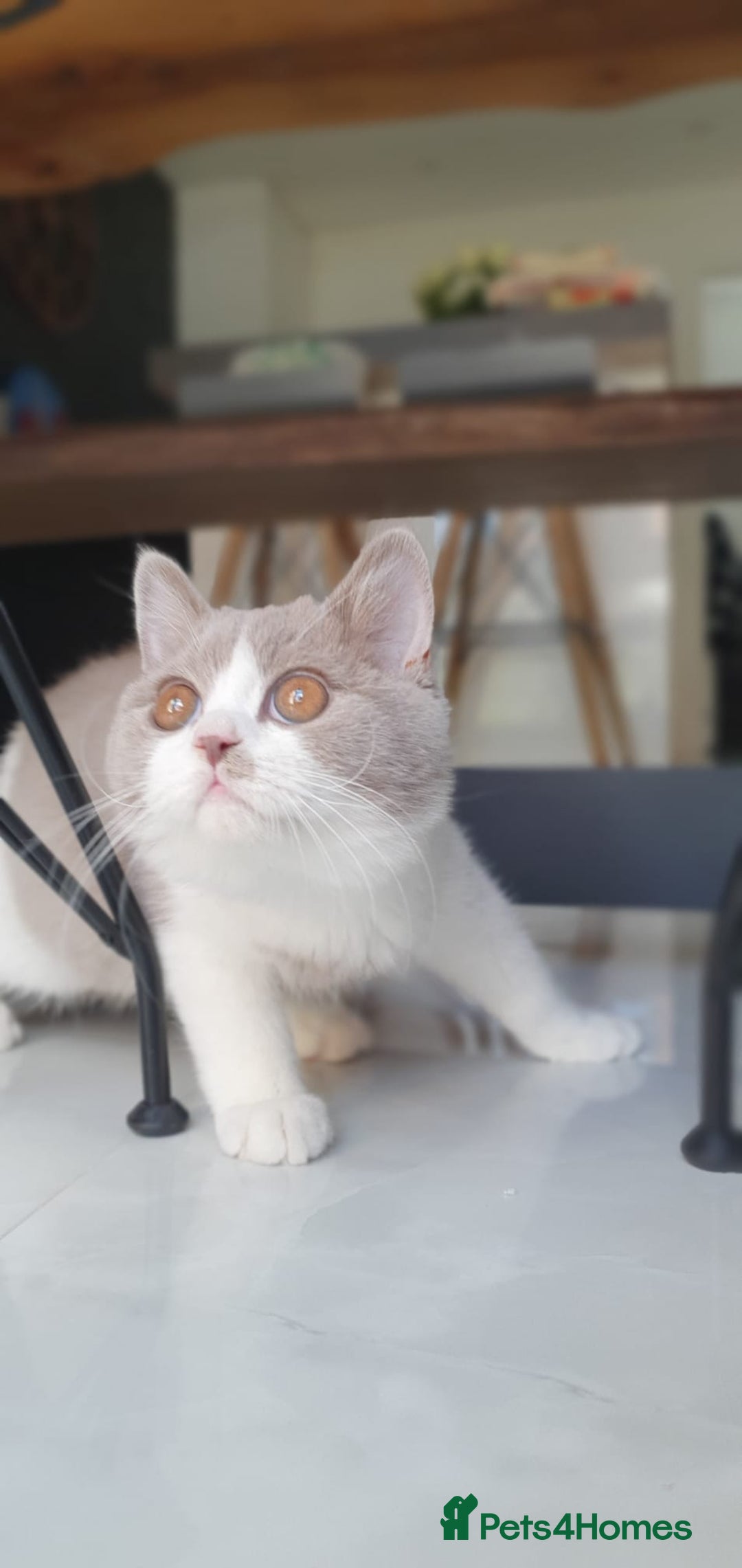 British Shorthair cats for sale:  Two Adorable Male Kittens 😸 ✨ - Image 9