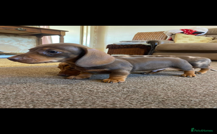 Miniature Dachshund dogs - Advert 13
