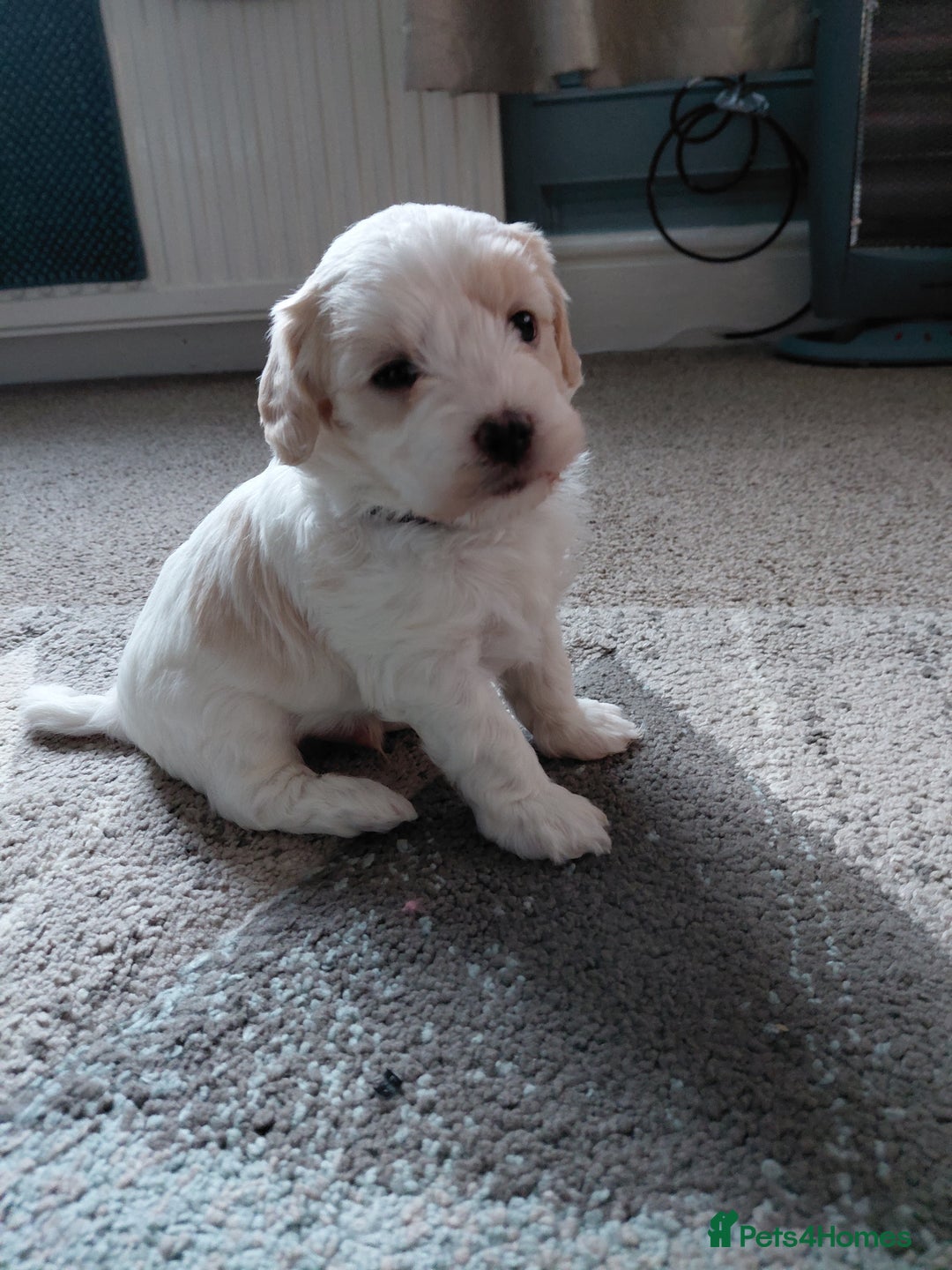 Maltipoo dogs for sale: F1 tiny adorable maltipoo  - Advert 25