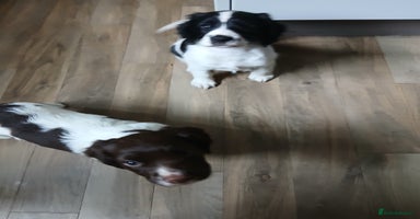 English Springer Spaniel dogs 2 beautiful English springer spaniel puppies  - Advert 6