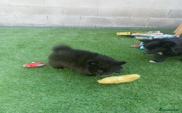 Pomeranian dogs for sale: Pomeranian fox boy dew to home falling through  in Worksop - Image 19
