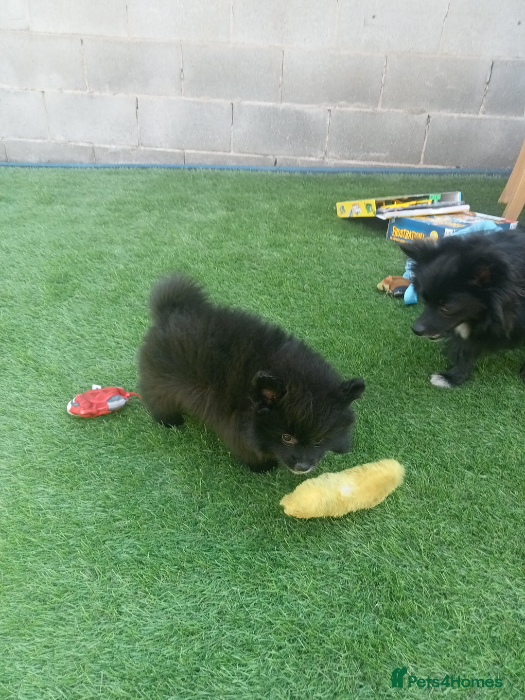 Pomeranian dogs for sale: Pomeranian fox boy dew to home falling through  in Worksop - Image 19