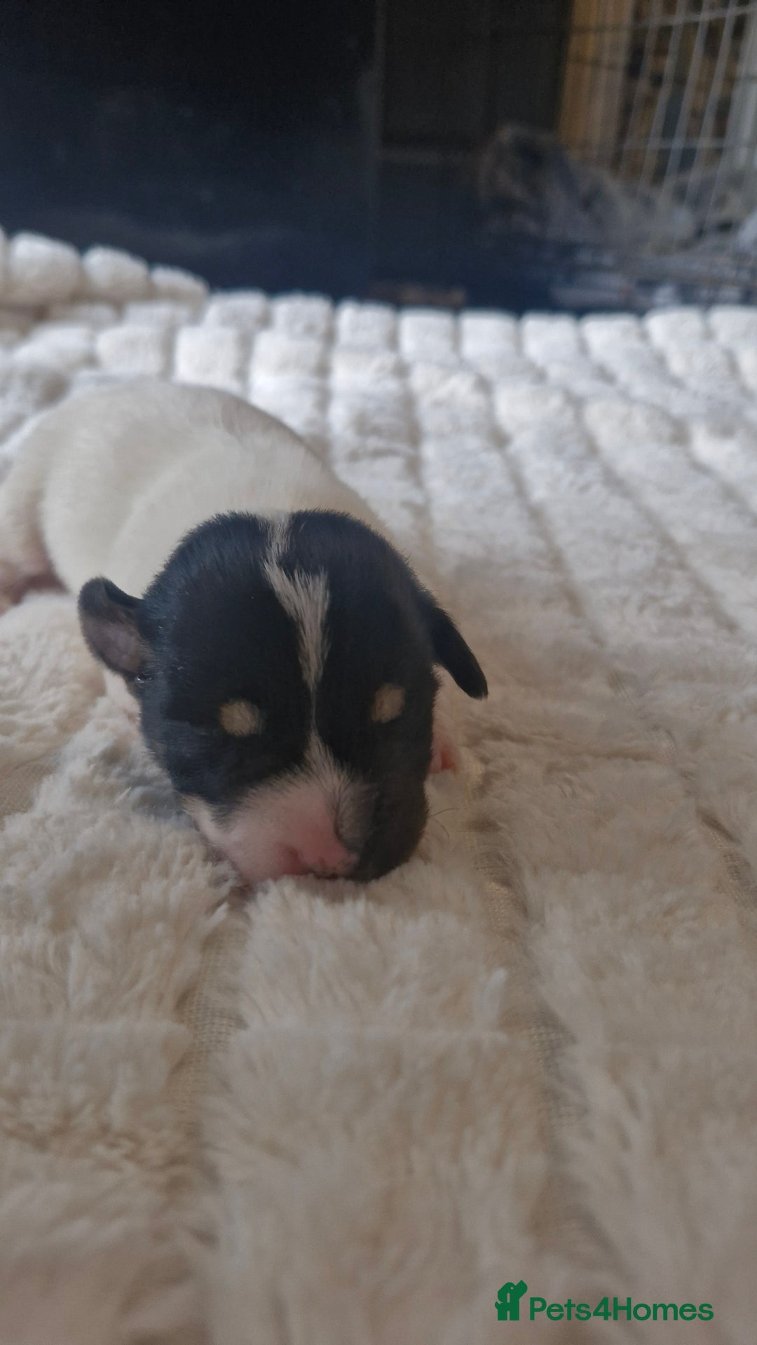 Jack Russell dogs for sale: Jack Russell puppies  - Advert 11