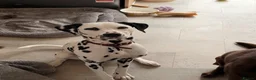 Dalmatian dogs for sale: Piper is a gorgeous gentle 8 month old puppy in Bromsgrove - Advert 3