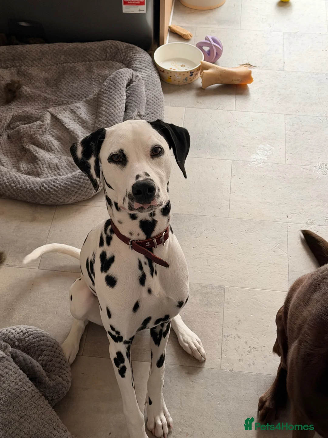 Dalmatian dogs for sale: Piper is a gorgeous gentle 8 month old puppy in Bromsgrove - Advert 3
