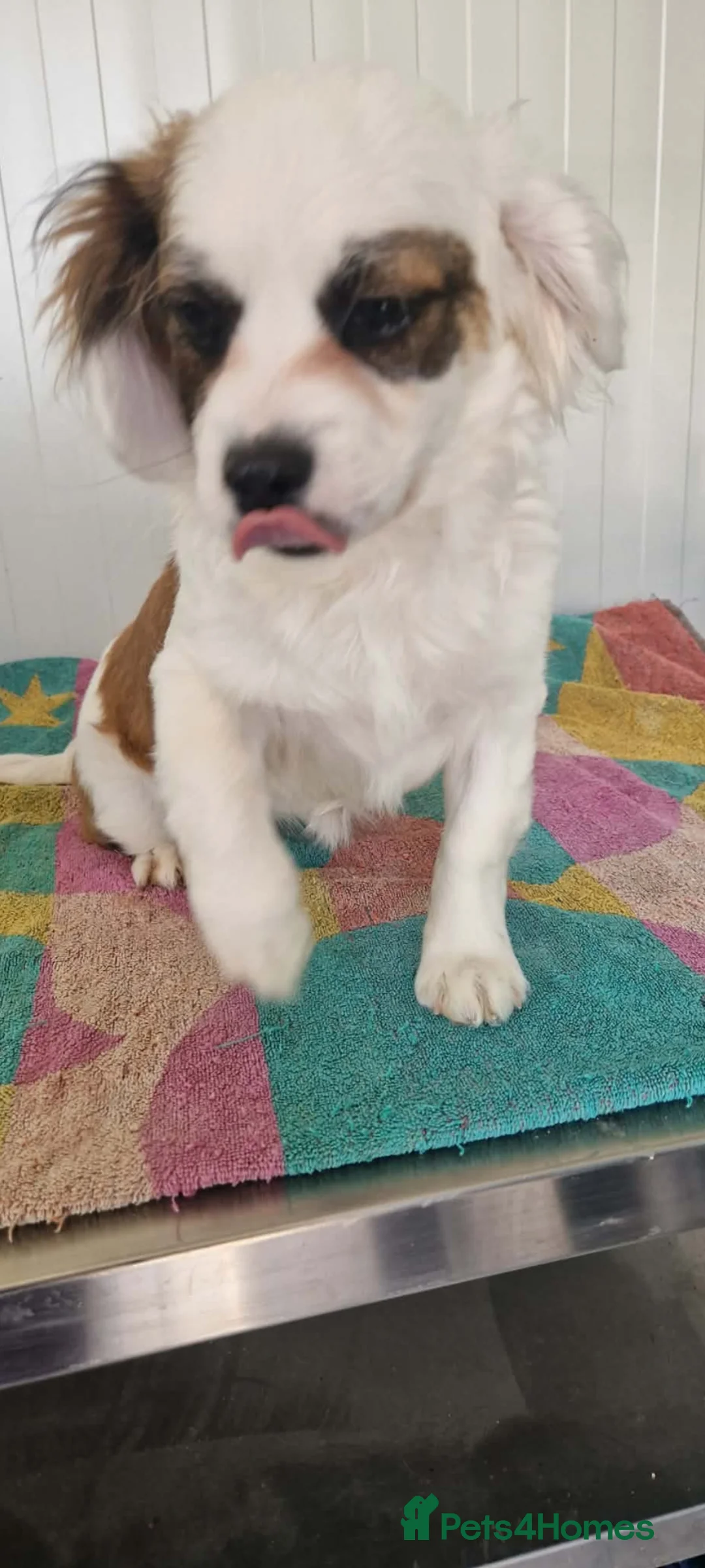 Mixed Breed dogs for adoption: Honey pot. 7kg small breed  - Advert 2