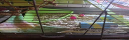 Rat rodents for sale: Pair of Female Dumbo Rats with large enclosure - Advert 9