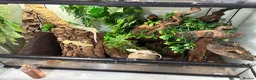 Gecko reptiles for sale: Crested geckos babies and adults and breeding grou - Advert 7