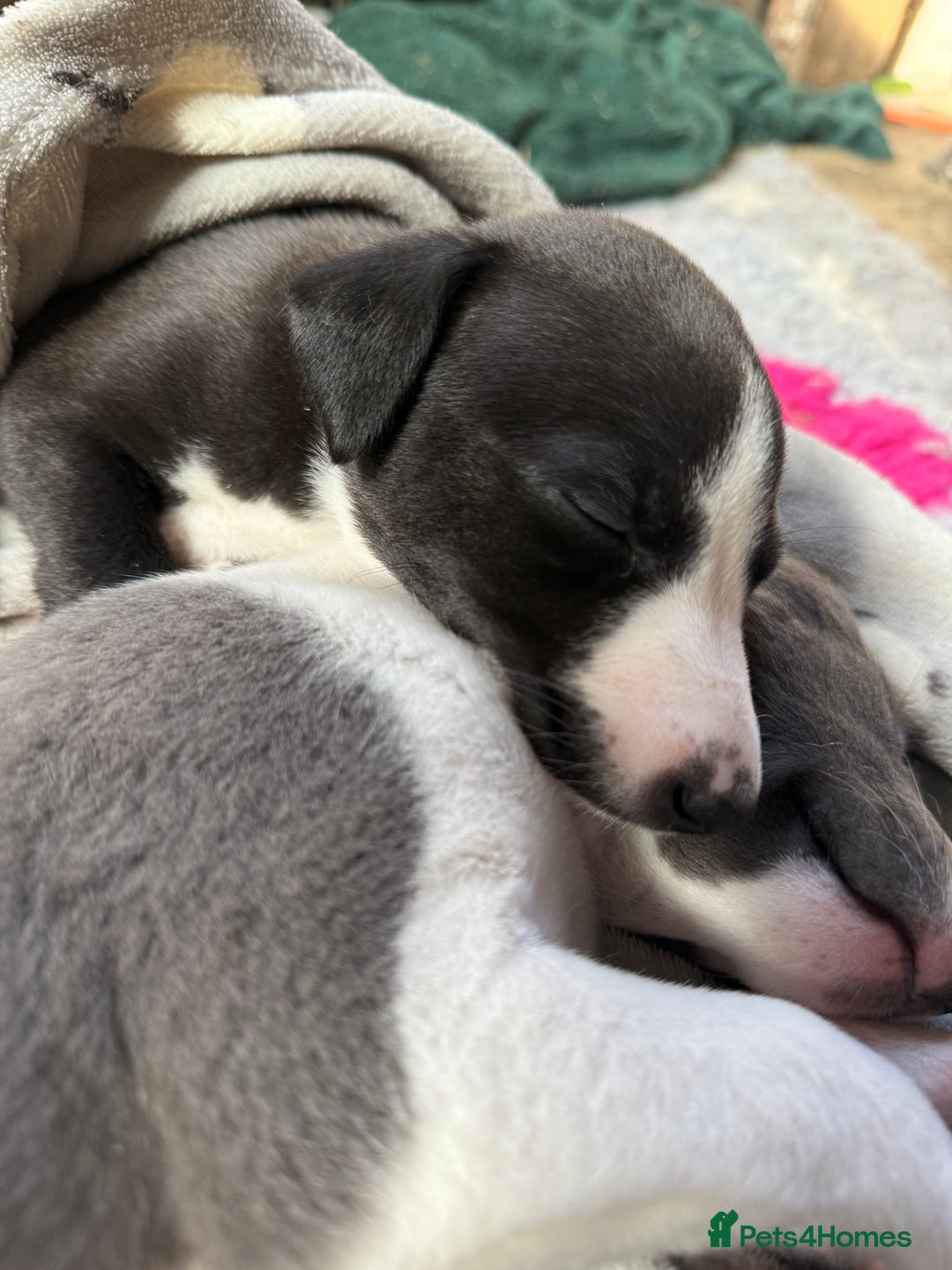 Mixed Breed dogs for sale: Whippet x greyhound puppies  - Image 22