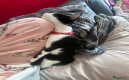 Mixed Breed cats for sale: 2 bonded males needs a home asap - Image 15