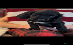 Cocker Spaniel dogs for sale: Cocker Spaniel Puppies🐕🐕 READY 30TH NOVEMBER 💙 - Advert 1