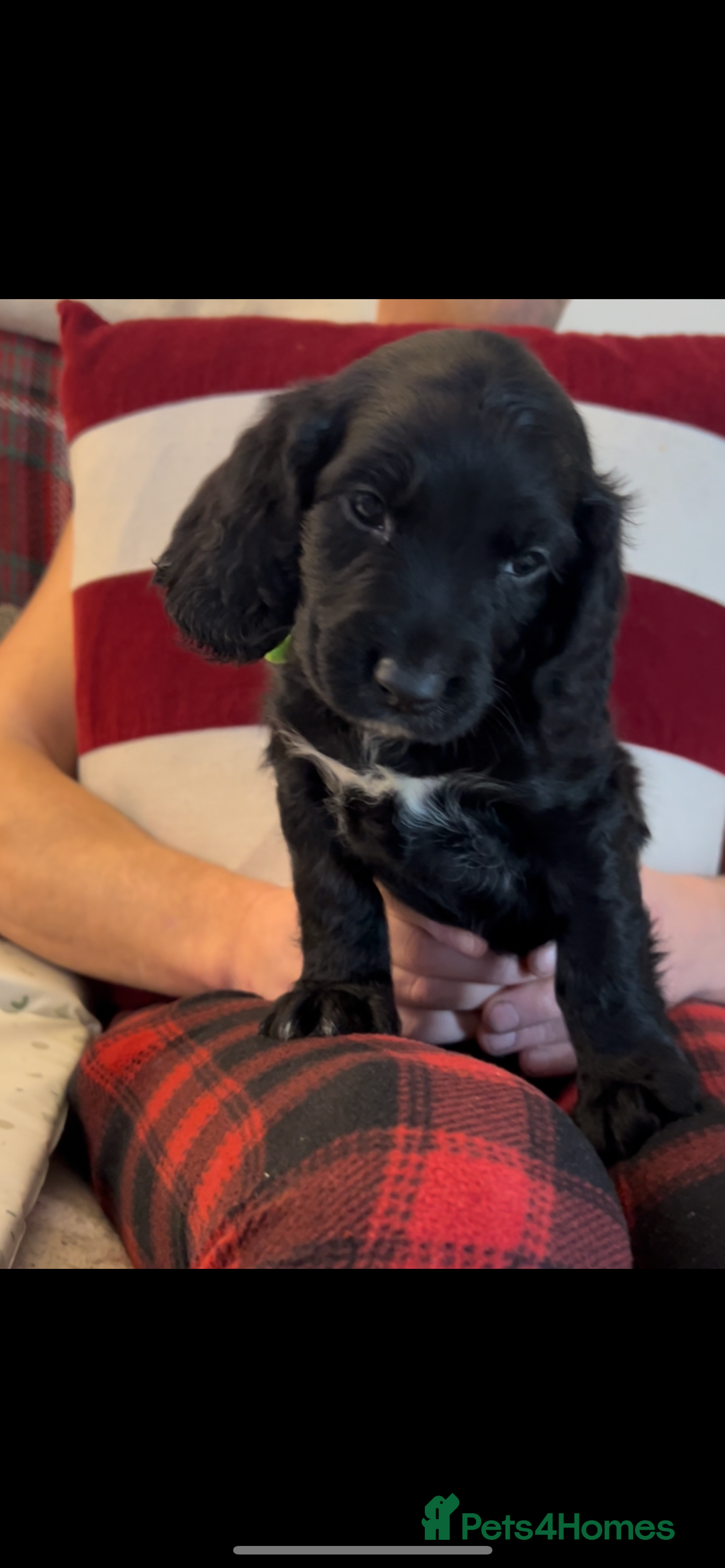 Cocker Spaniel dogs for sale: Cocker Spaniel Puppies🐕🐕 READY 30TH NOVEMBER 💙 - Advert 1