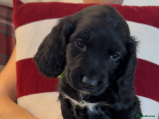 Cocker Spaniel dogs Cocker Spaniel Puppies🐕🐕 READY 30TH NOVEMBER 💙 - Advert 10