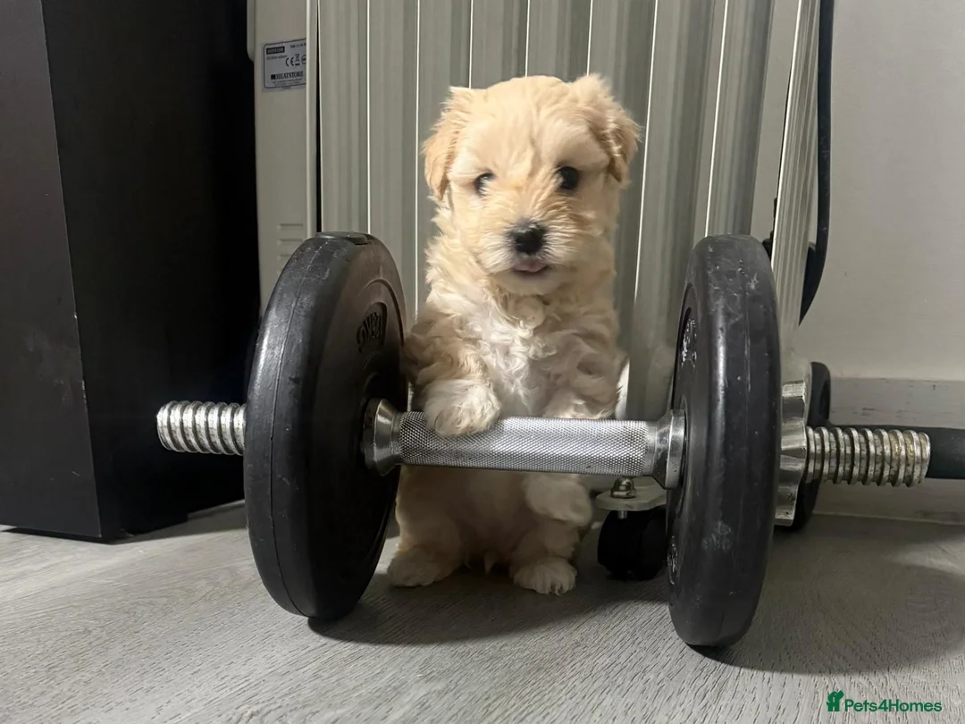 Mixed Breed dogs for sale: Beautiful Maltese & Silky Terrier Puppies - Advert 15