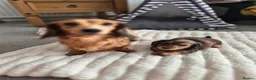 Miniature Dachshund dogs for sale: Dachshund puppy 1 girl available  in Evesham - Advert 1