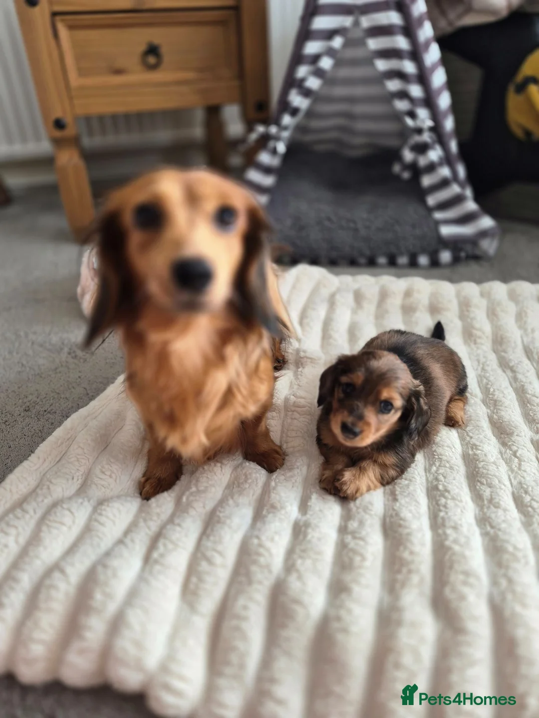 Miniature Dachshund dogs for sale: Dachshund puppy 1 girl available  in Evesham - Advert 1