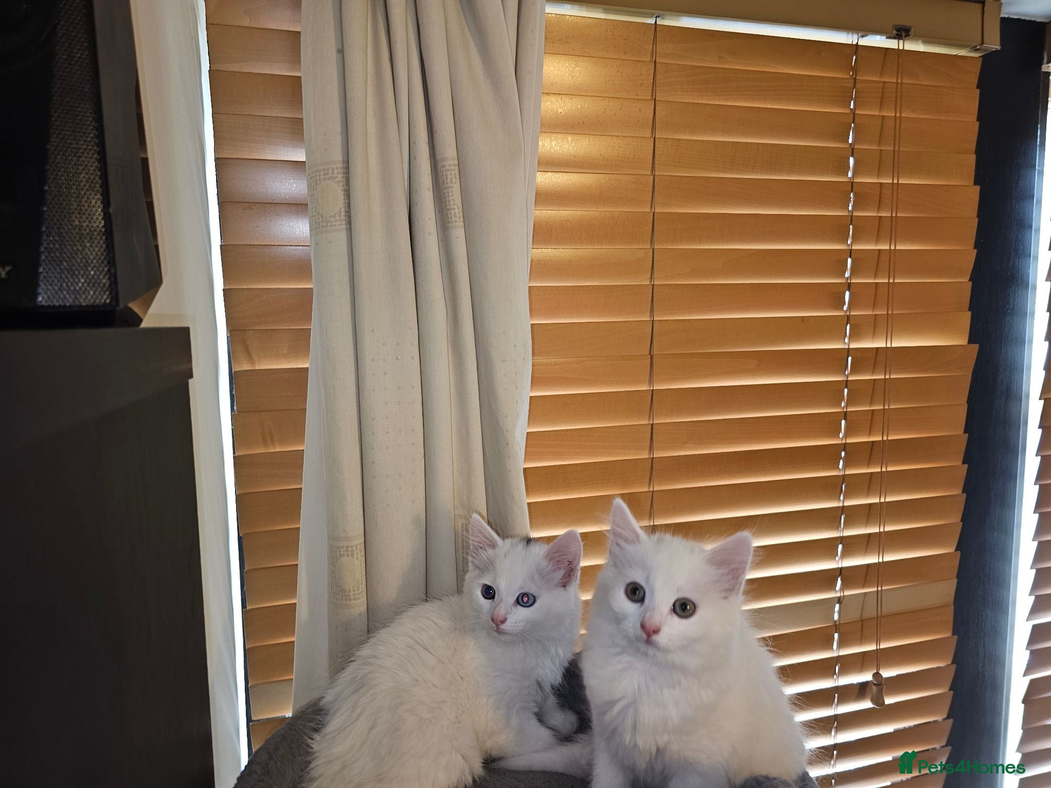 Turkish Angora cats 2 Turkish Angora Kitten - Advert 4